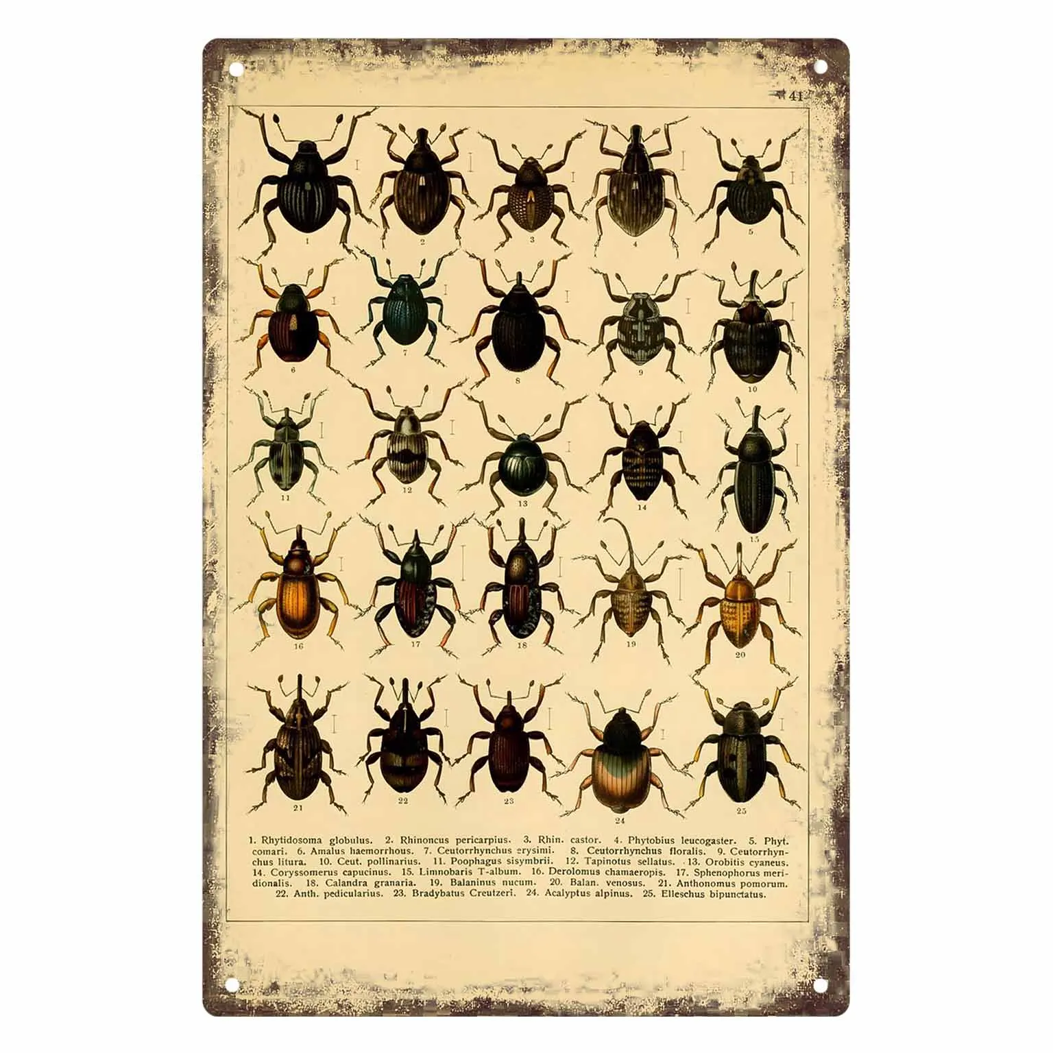 2D FLAT 1pc Vintage Beetle Species Illustration Chart Poster Wall Decor for Home Office Classroom Bedroom And Study
