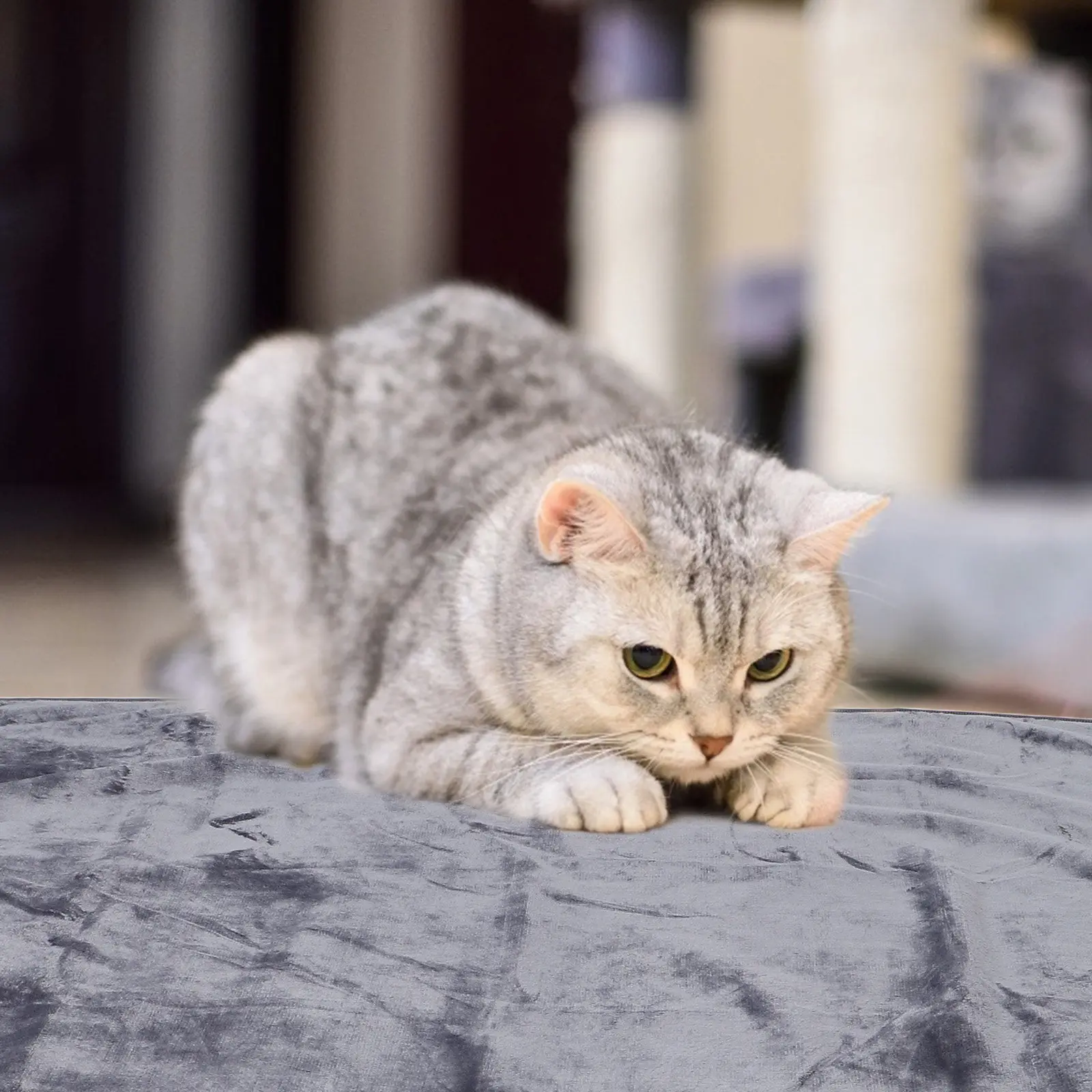 Pet Waterproof Thick Dog Blanket Soft Couch Resting Dog Protective Blanket For Bed Sherpa Bed Large Size Easy Clean Durable Cat view 4