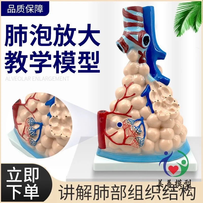 

Обучающая имитация человека, альвелярная модель рассечения, анатомия дыхательной системы, анатомия легких, модель дыхательной системы