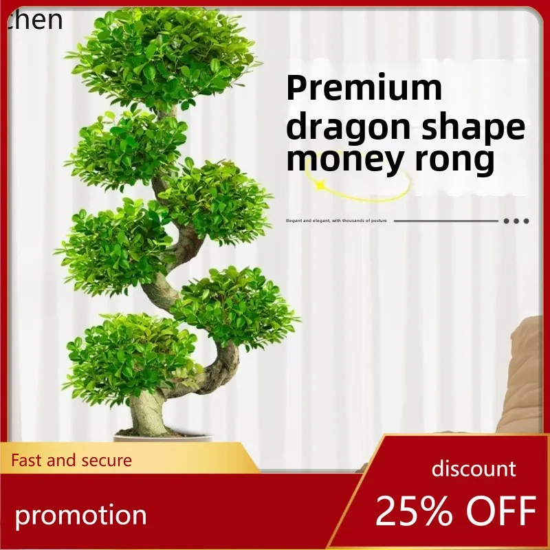 HT Money Ficus نبات بوعاء كبير بيت بونساي يتحرك منزلي جديد النمذجة النباتات الخضراء الراقية شجرة المال المحظوظة الكبيرة