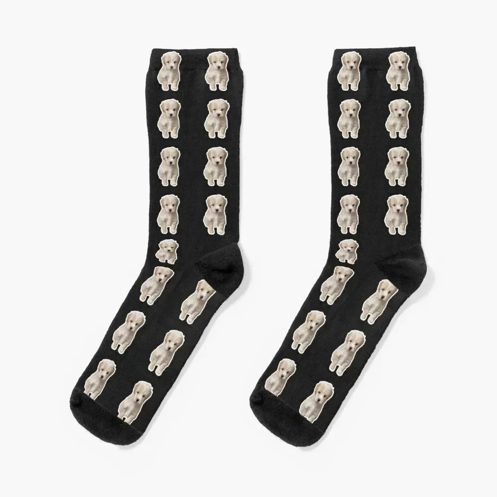 Cute Adorable Maltipoo Puppy Socks Heating sock Novelties Socks For Men Women's