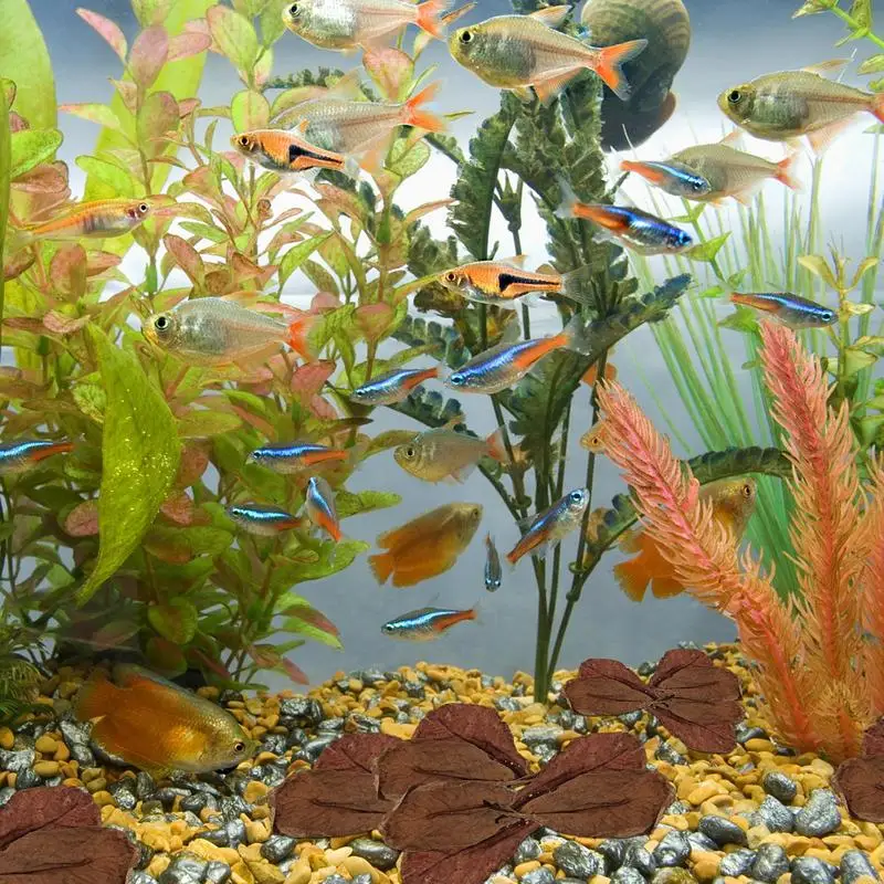 20Pcs Aquarium Catappa Leaves Indians Almond Leaves For Reduce PHs Softened Purified Water Quality For Fish Tank Pond & Aquarium