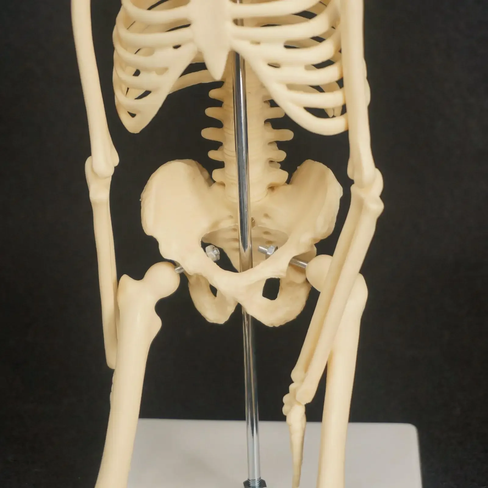 PVC 45CM Physique Mini Anatomical Skeleton Human Model Stand Poster Medical Learn Aid Anatomy