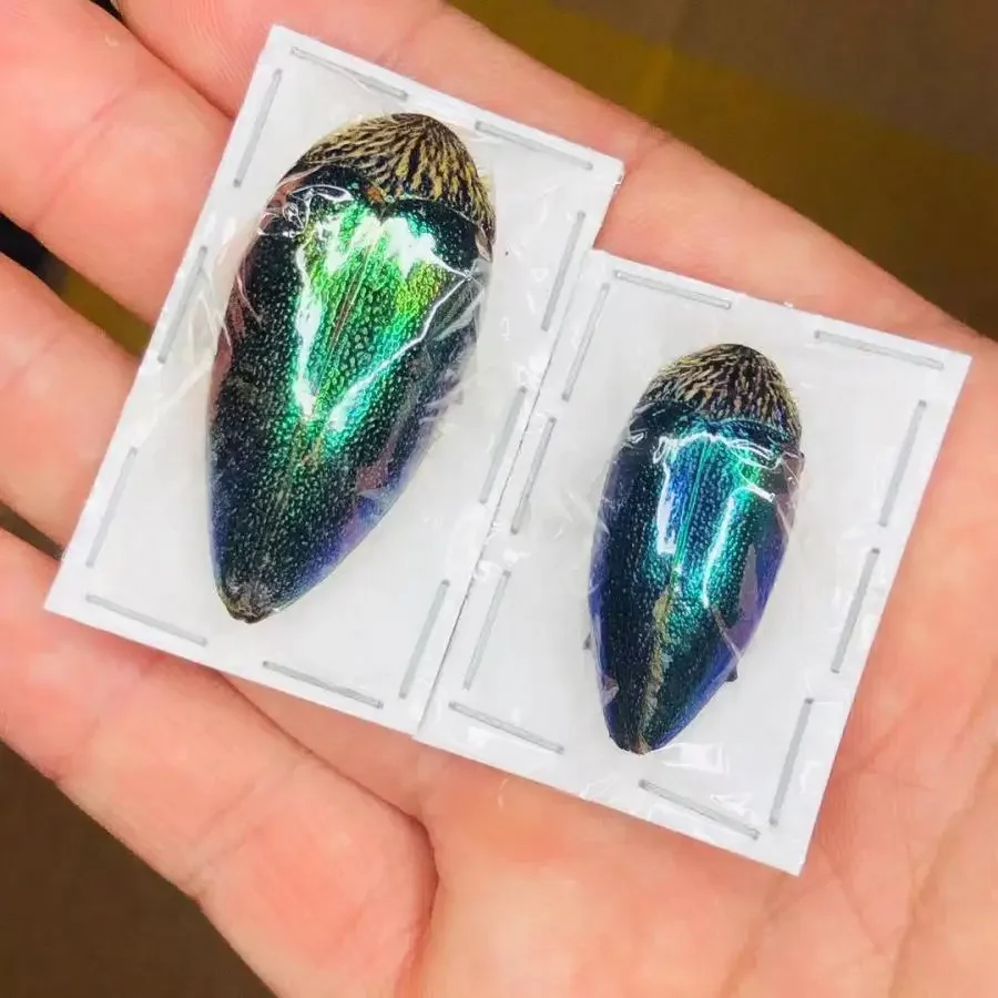

10Pcs Insect Specimen Indonesian Golden Spade Beetle Photography Props Specimen Ornaments Hobby Collection