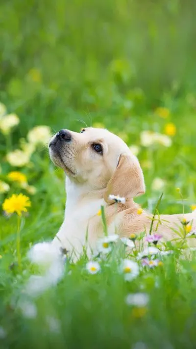 

Original 36V 7800mAh Battery for Xiaomi M365 M356 Pro Special Battery Pack 36V Li-ion Battery 7800mAh