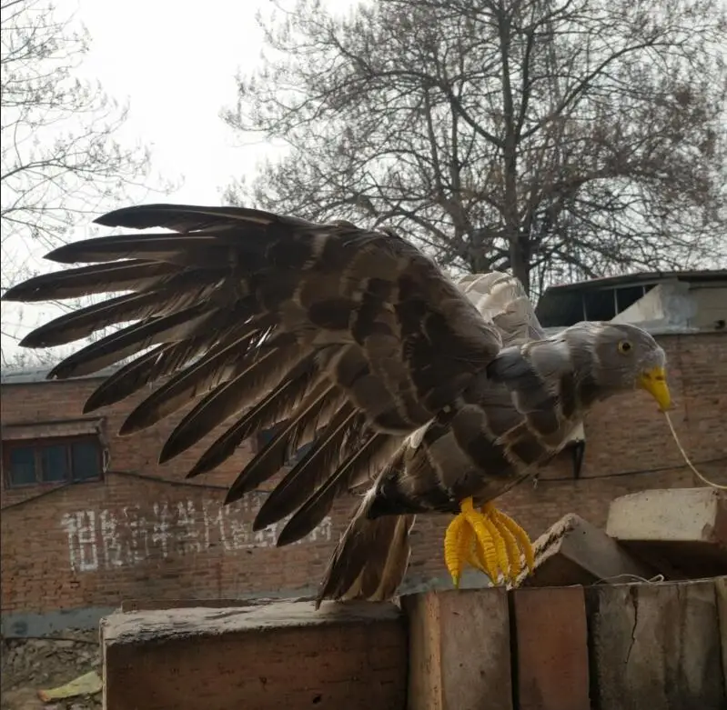 creative real life eagle model foam&feathers wings eagle gift about 30x55cm xf2865