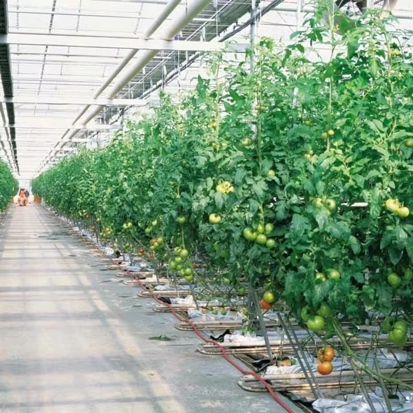

Customized greenhouseUV-Protected Polycarbonate Agricultural Greenhouses -Energy-Efficient Farming
