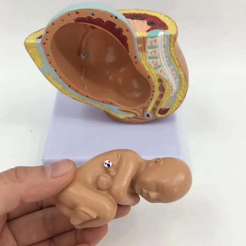 Pregnancy Anatomical Models Anatomical Pregnant Human Female Pelvis with Pregnancy 9 Months Baby Fetus Model Life Size