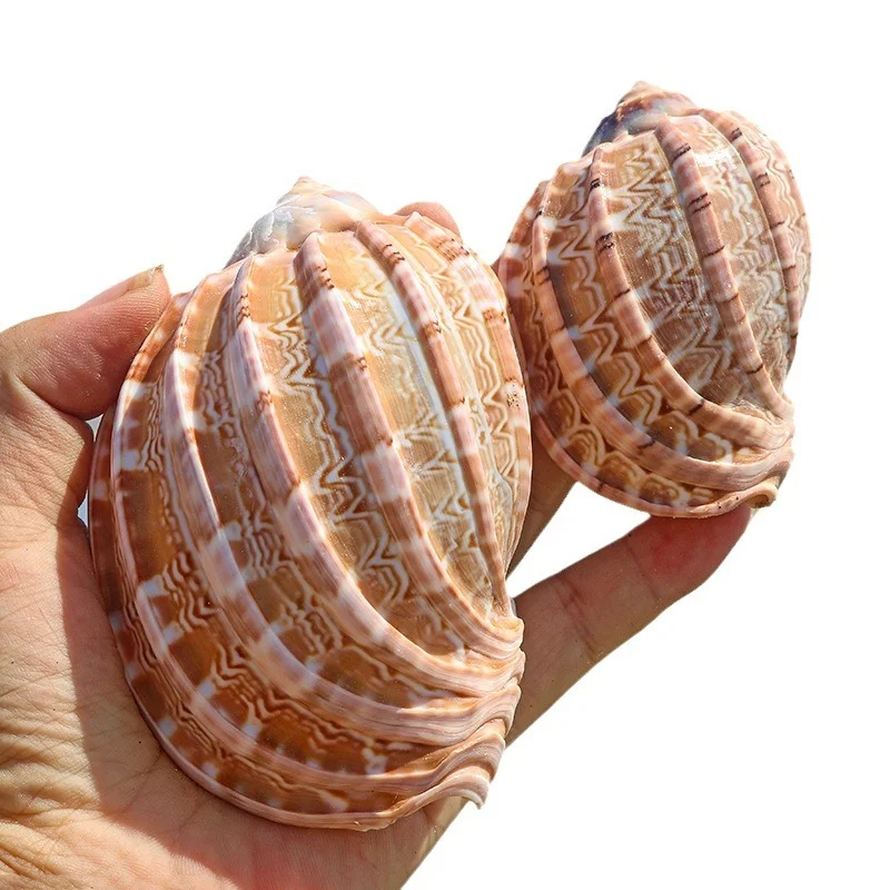 Ficopsis Ficus Snail Hermit Crab Shell Natural Conch Shell for Fish Tank Ornaments Indoor Decorative Pipa Snail Shell view 2
