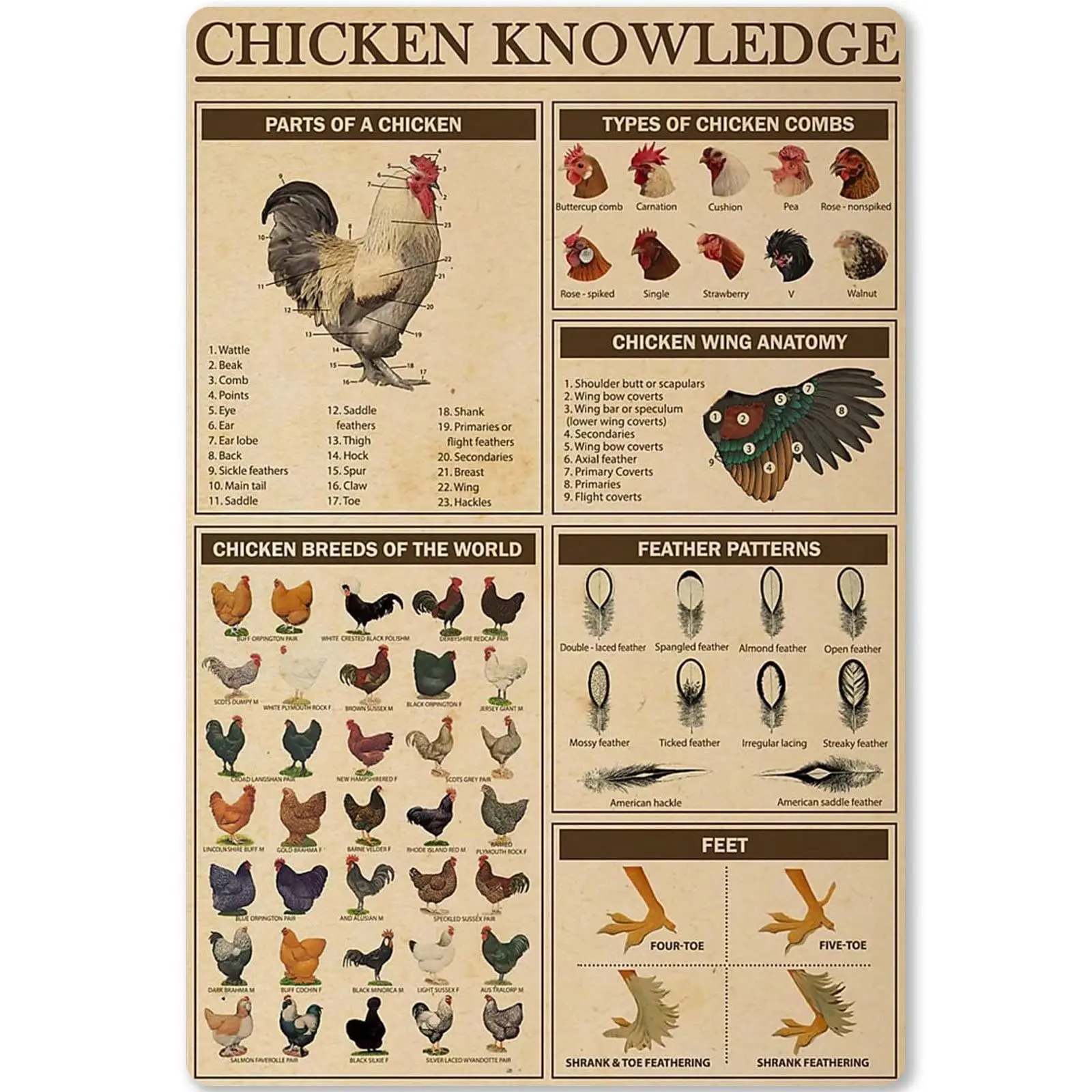 Chicken Knowledge Metal Tin Sign Chicken Breeds of The World Infographics Retro Poster Plaque for Club Cafe Bar Home Kitchen Wal