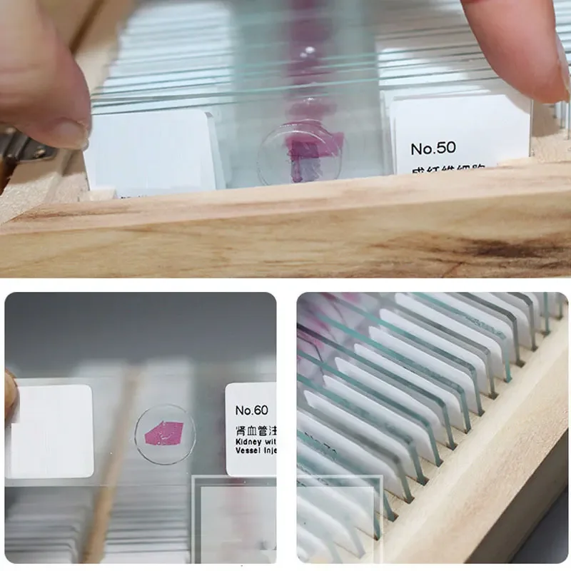 100PCS Human Tissue Sections Histology Prepared Specimen Microscope Slides Human Normal Tissue Embryo Chromosomes