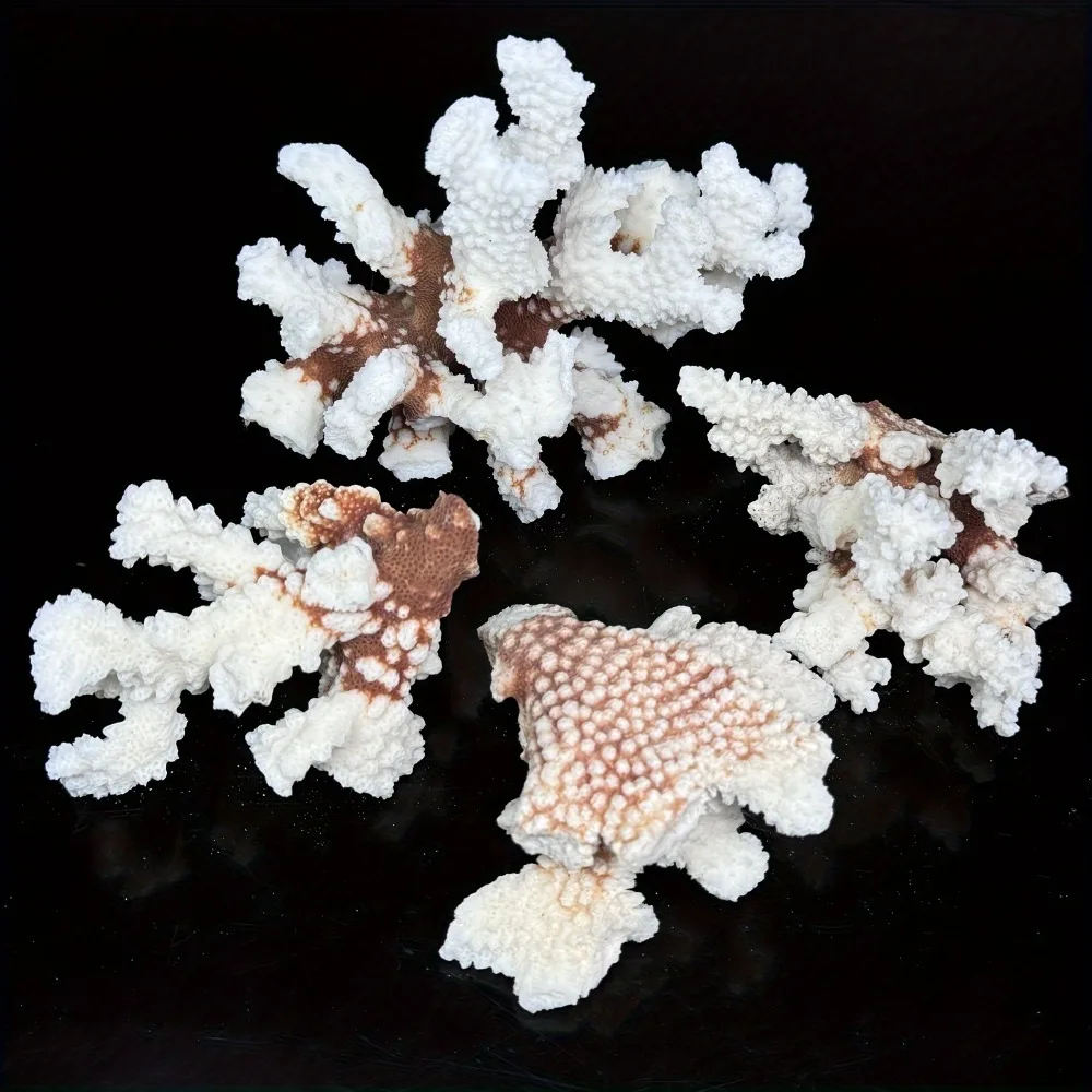 1 قطعة الحجر الطبيعي المرجان العنقودية شظايا الأشكال غير النظامية تزيين الشاطئ قذيفة حوض السمك حوض السمك الديكور #2