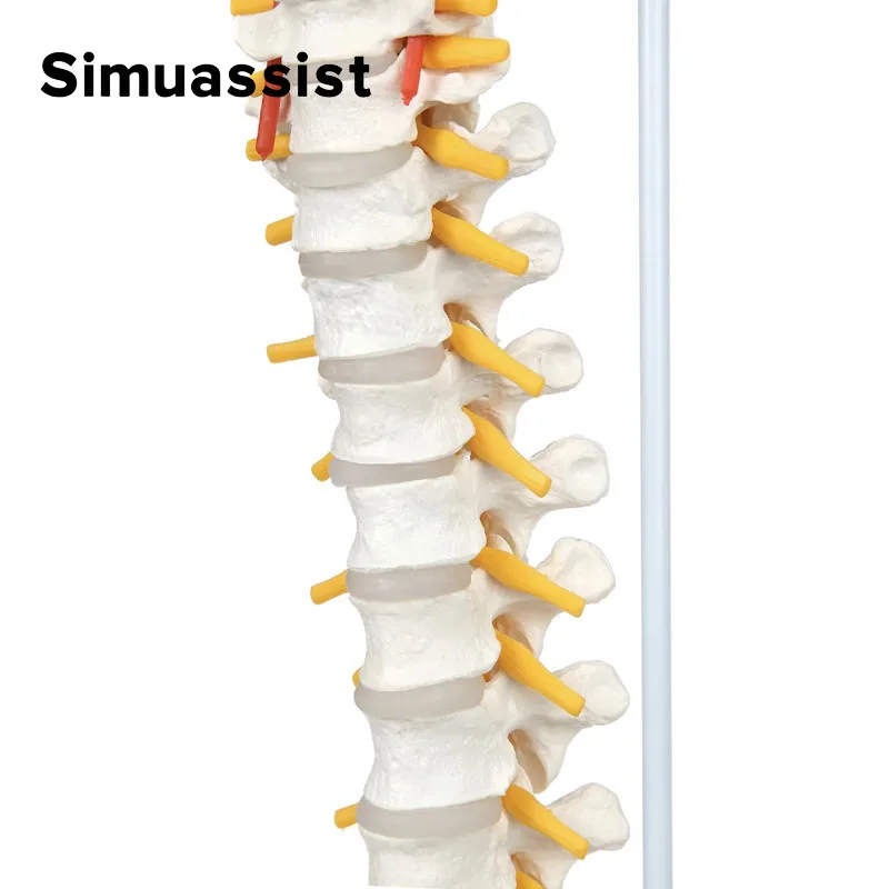 Modelo de columna vertebral de tamaño real con nervios, vértebras, venas, columna Lumbar, Pelvis masculina, incluye soporte duradero, 85cm