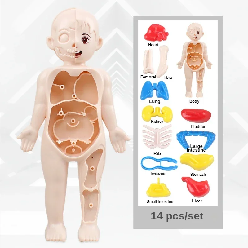 14 Pcs/set Children DIY Assembly Science Early Education Human Organ Structure Model Medical Puzzle Toy Cognitive Learning Gift