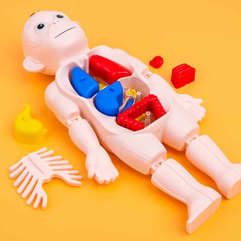 Modelo de Ornamentos de Órgãos Humanos Infantis, Montagem DIY, STEAM Medical, Educação Infantil, Modelo Cognitivo, Brinquedos Educativos