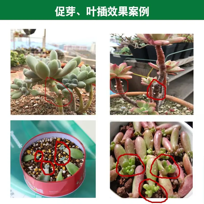 Succulent plant Eugenin promotes budding, dwarf fat, prevents leggy organic granules, succulent, and succulent 300ml