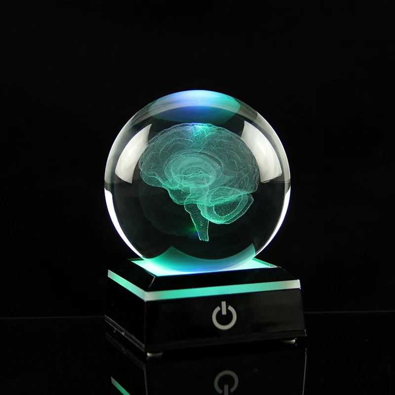 Brain Crystal Ball 3D Laser Engraved Human Organ Cerebrum Model Decoration Ball Home Decor Medical Science Gifts