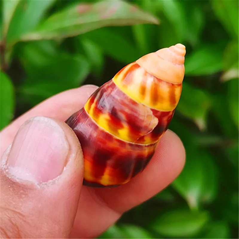 Platymma Tweediei Rare Conch Shell Flame Cloth Slipper Snail Snail Fish Tank Scenery Decoration Mediterranean Home Collection