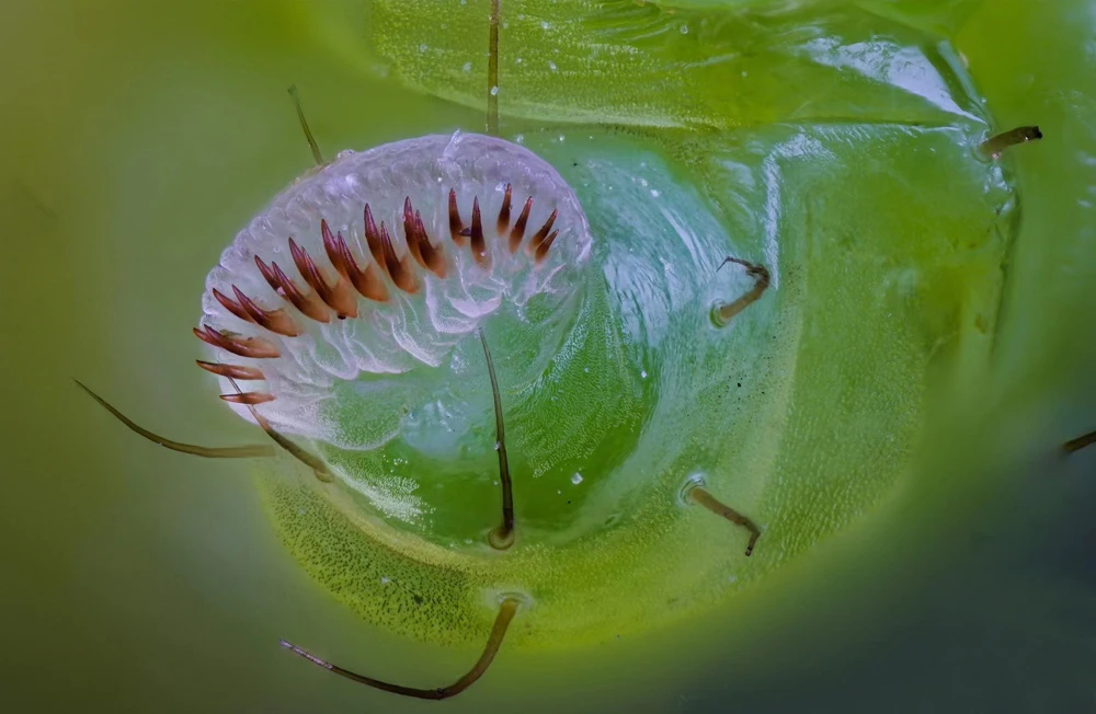 Photomacrography Equipment Close-up Photo Stacking Macro Set-up Ball Diffusers Photomacrography Butterfly Midge Pupa Insect Seed