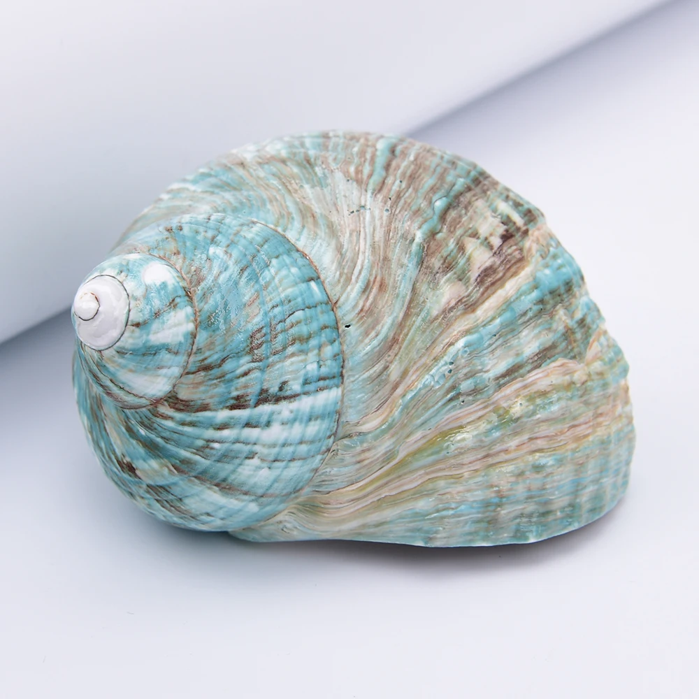 APDGG 2 Pcs Big Natural Green Conch Shell Beads For Connector Pendant Jewelry DIY