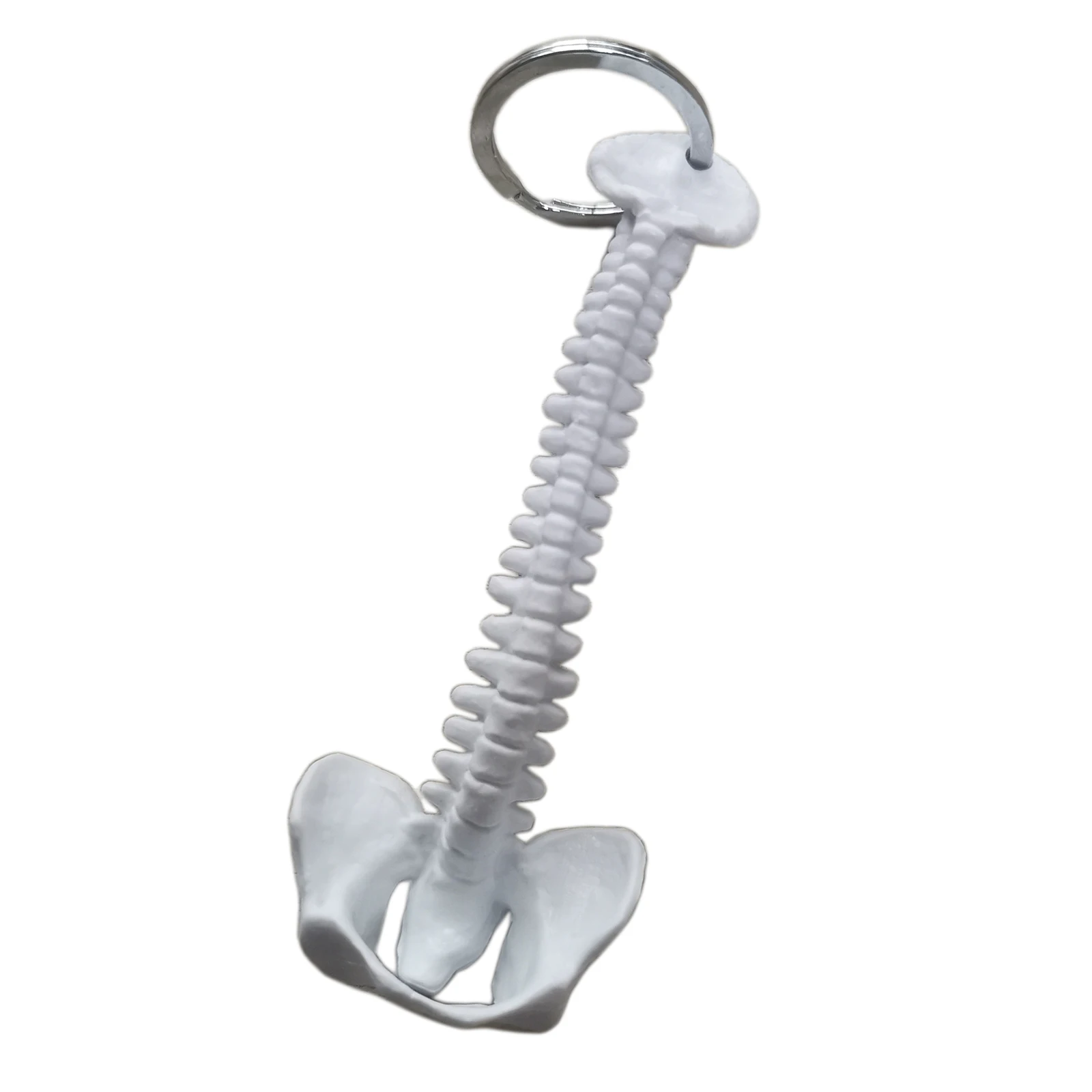 Human Spine Skeleton Keychain, Mini Medical Model 9.5 x 4cm, Key Ring Diameter 2.5cm, Biology Classroom Study Tools