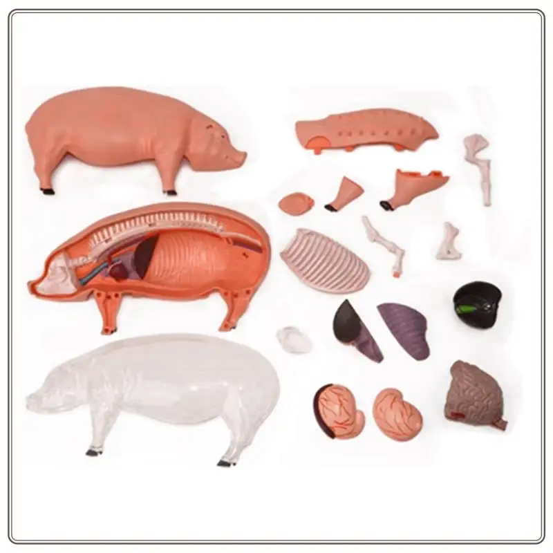 Reliable-4D Vision Pig Organ Anatomy Model Animal Puzzle For Kids And  Students Veterinary Teaching Model,4D Vision Pig O