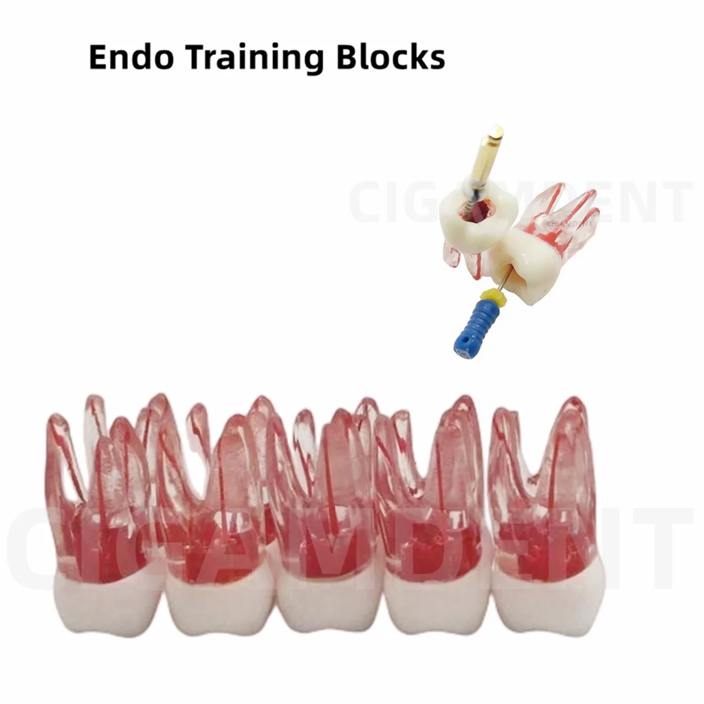 

10Pcs Dental Endodontic Root Canal Practice Model RTC Files Practise Blocks Study Student Root Endo File Practice Training