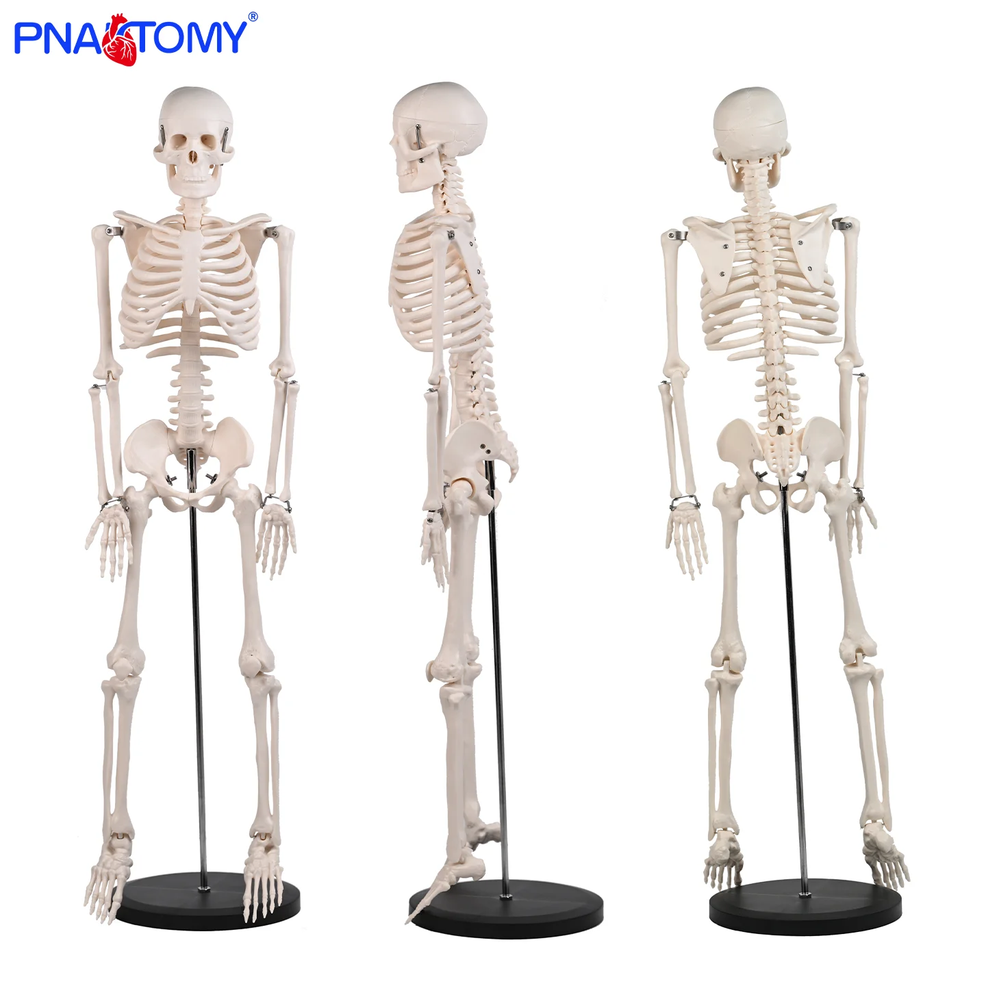 

85cm Human Skeleton Model for Chiropractic Fitness Gym Yoga Demonstration and Teaching Sketching