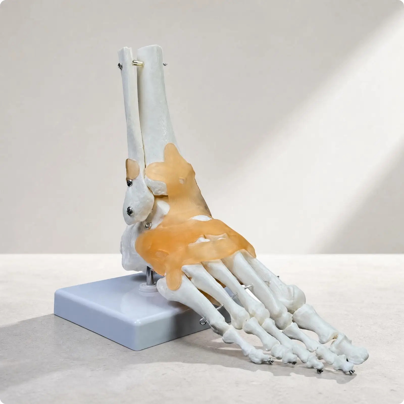 Educational Ankle Joint Skeleton with Ligament Details for Anatomy Research Plastic Foot Model Display