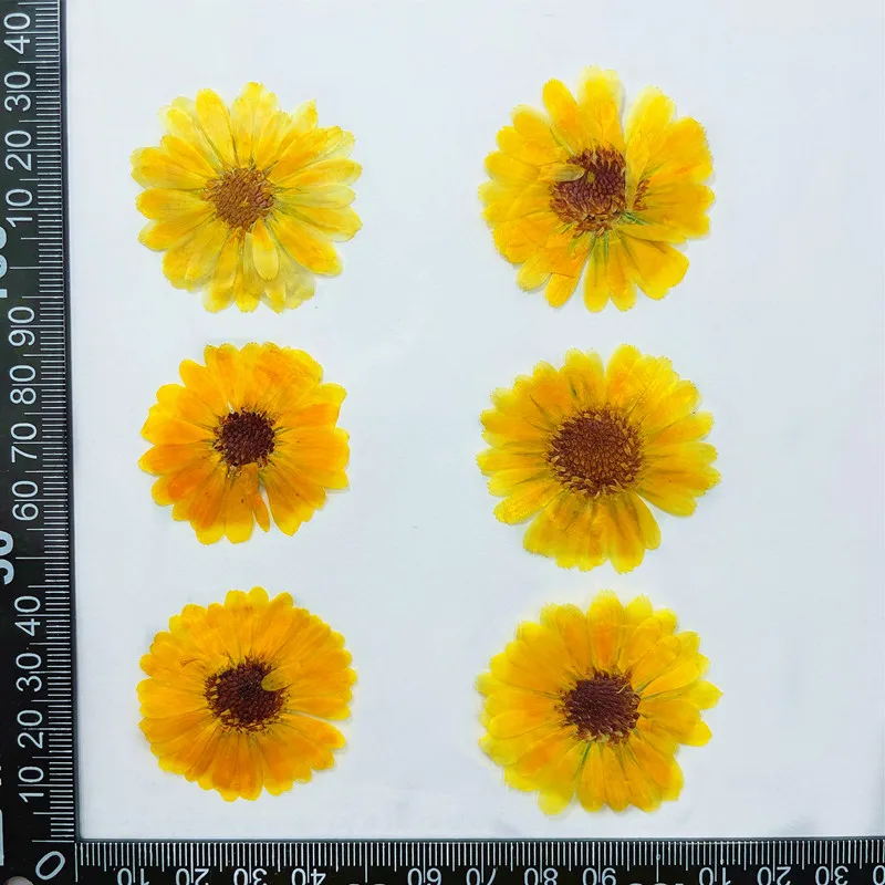 3~6CM/24PCS Real Natural Dried Mini Pressed Calendula Officinalis Flowers Heads For Resin Jewellery,Wedding Invitations,Nails