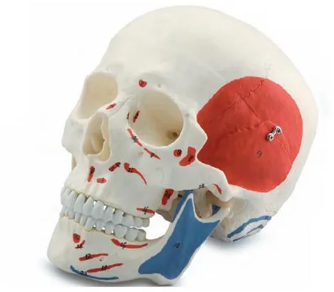 

Adult Skull Muscle Coloring Model Medical Science Simulator Cranial Bone Anatomy Educational Guidance Study Assistance Teaching