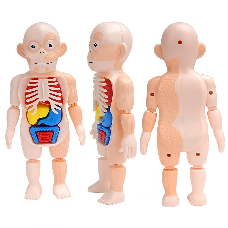 Órgãos humanos corpo visco modelo stem iluminação educacional brinquedo diy quebra-cabeças criança blocos de jogo cognição conjunto aprendizagem presente