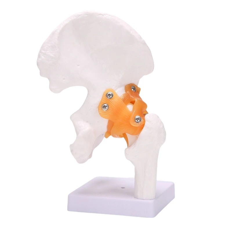 Top-Life Size Hip Bone Model - Hip Joint Model With Flexible Ligaments And Bony Landmarks Human Hip Joint Hip Joint Model