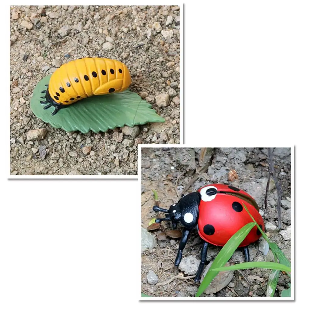 4Pcs/life Cycle Stages Classroom Teaching Accessories Educational Toy for Kids Student Teacher