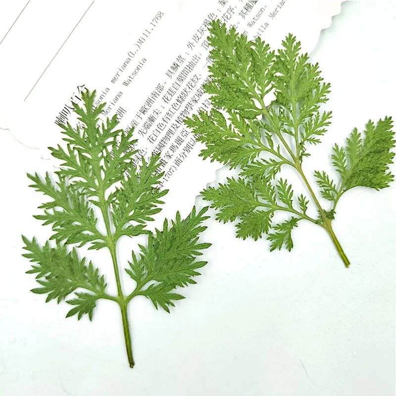 

Small Christmas Leaves, DIY Handmade Material, Dried Press Flower, Wholesale, 100Pcs