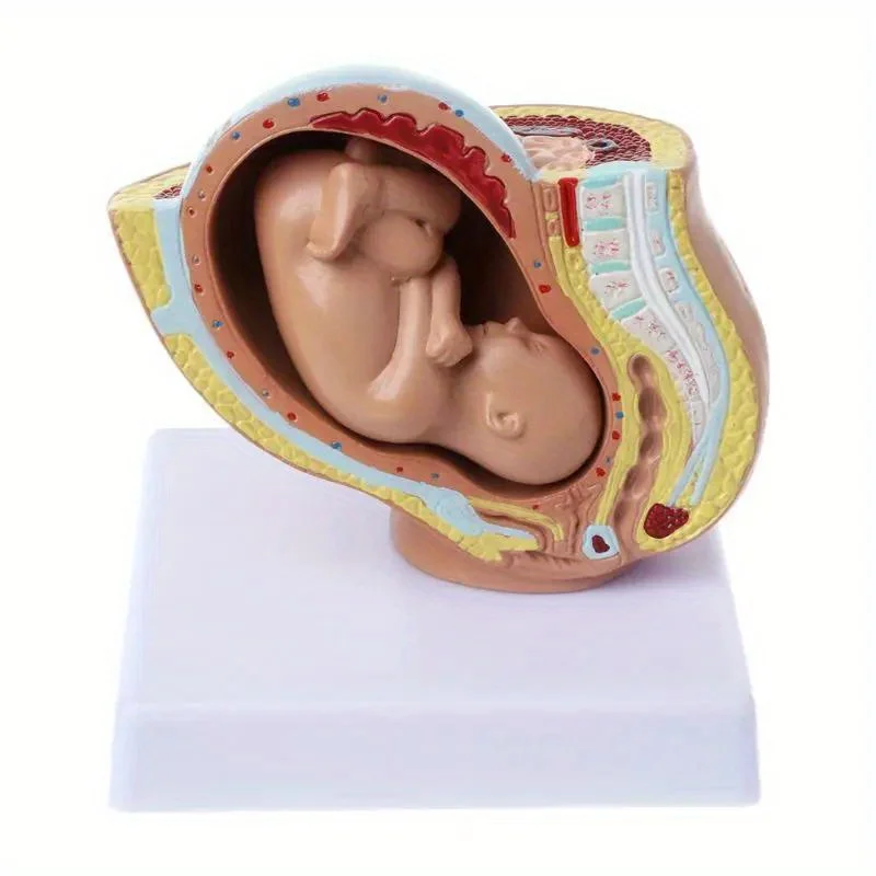 Medical Props Model 9th Month Baby Fetus Foetus Pregnancy Human Pregnancy Fetal Development Medical Model