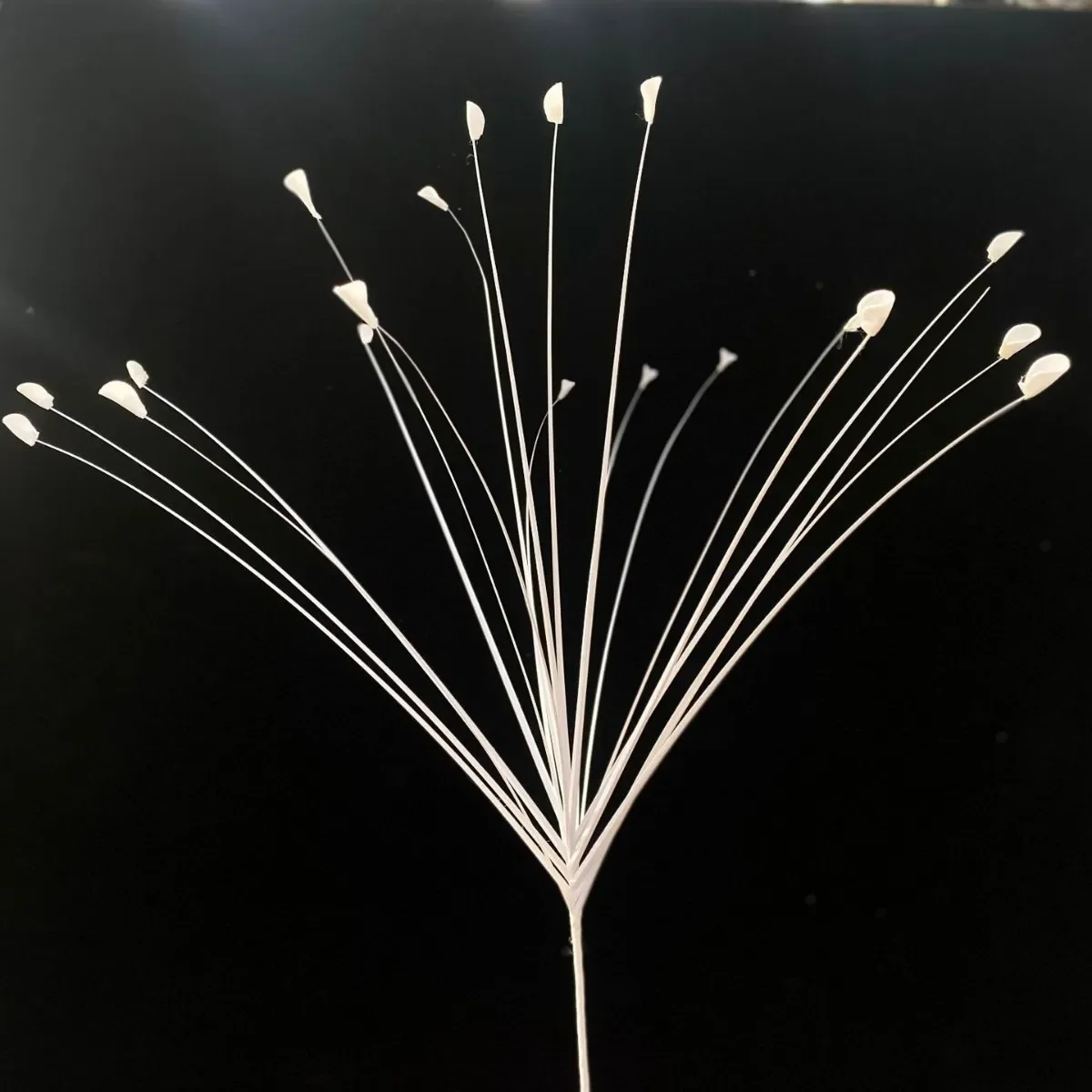 100 Stück 1M Simulations-Schilfrohrfeder Pampasgras Künstliche Blumen Hochzeit Weihnachten Schilfrohr Feuerwerk Ringelblume Dekorative Floristik – Detail 8