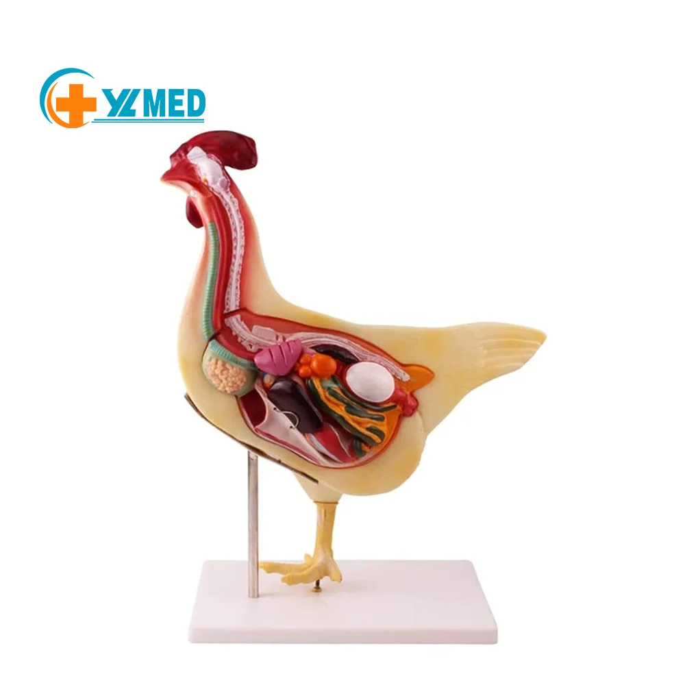 High Simulation Animal Internal Organ Anatomy Chicken Anatomy Model Detachable Biomedical Model Teaching Research Demonstration