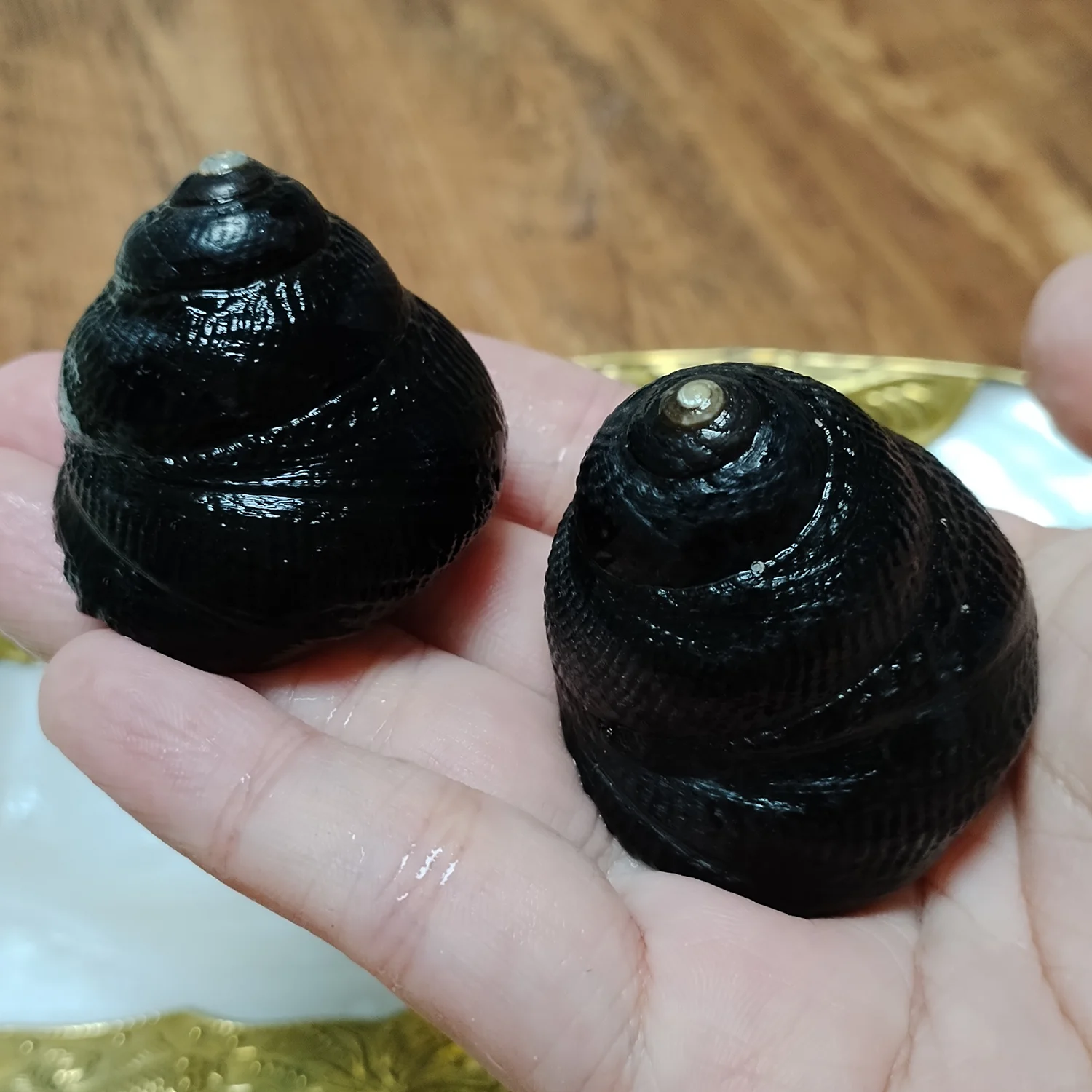 2 PCS Black Jade Snails Natural Chlorostoma Argyrostoma Shells Beach Decoration Collection Specimen Fish Tank Supplies 3-5CM