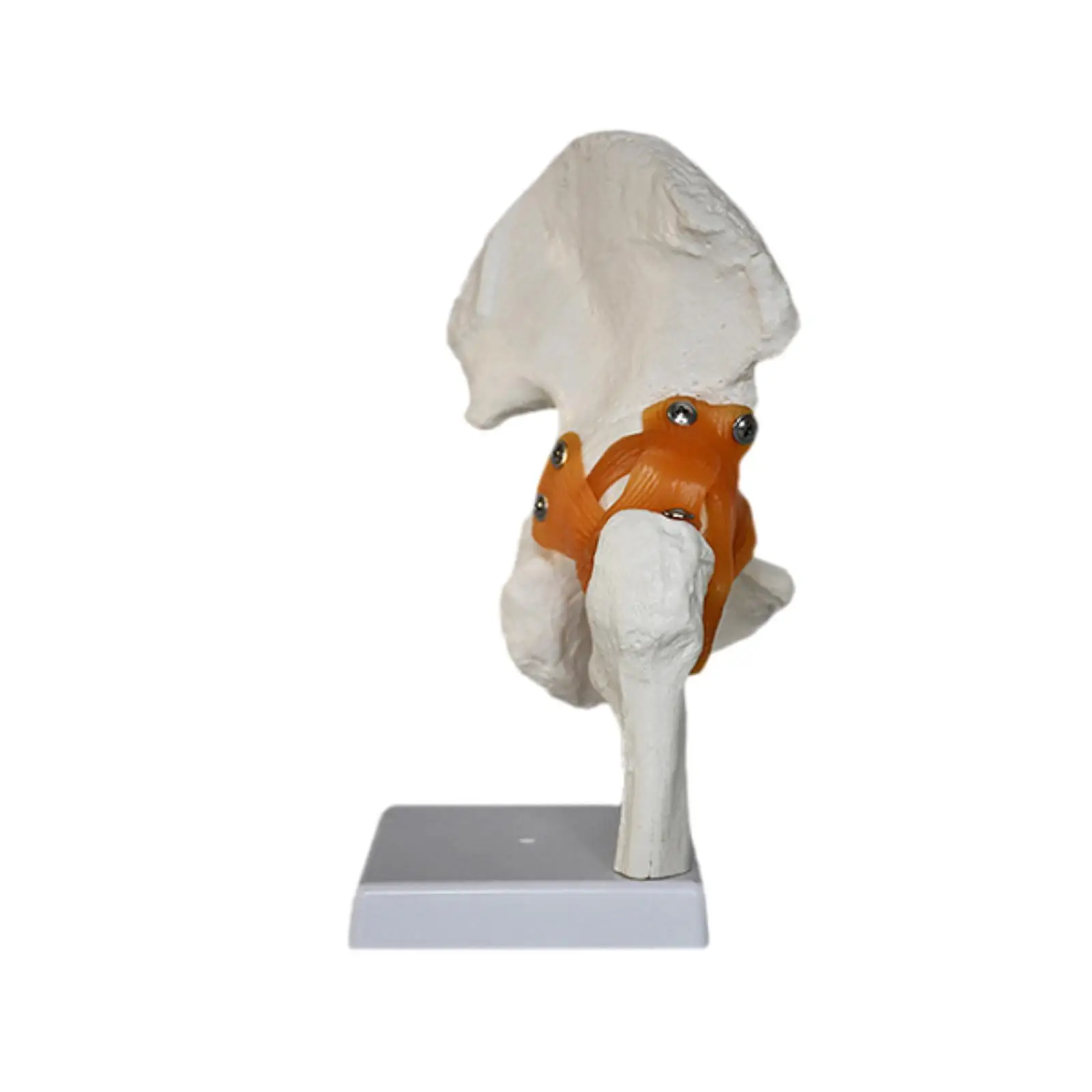 

Human Hip Joint Model Teaching Aid Realistic for Study Display Science