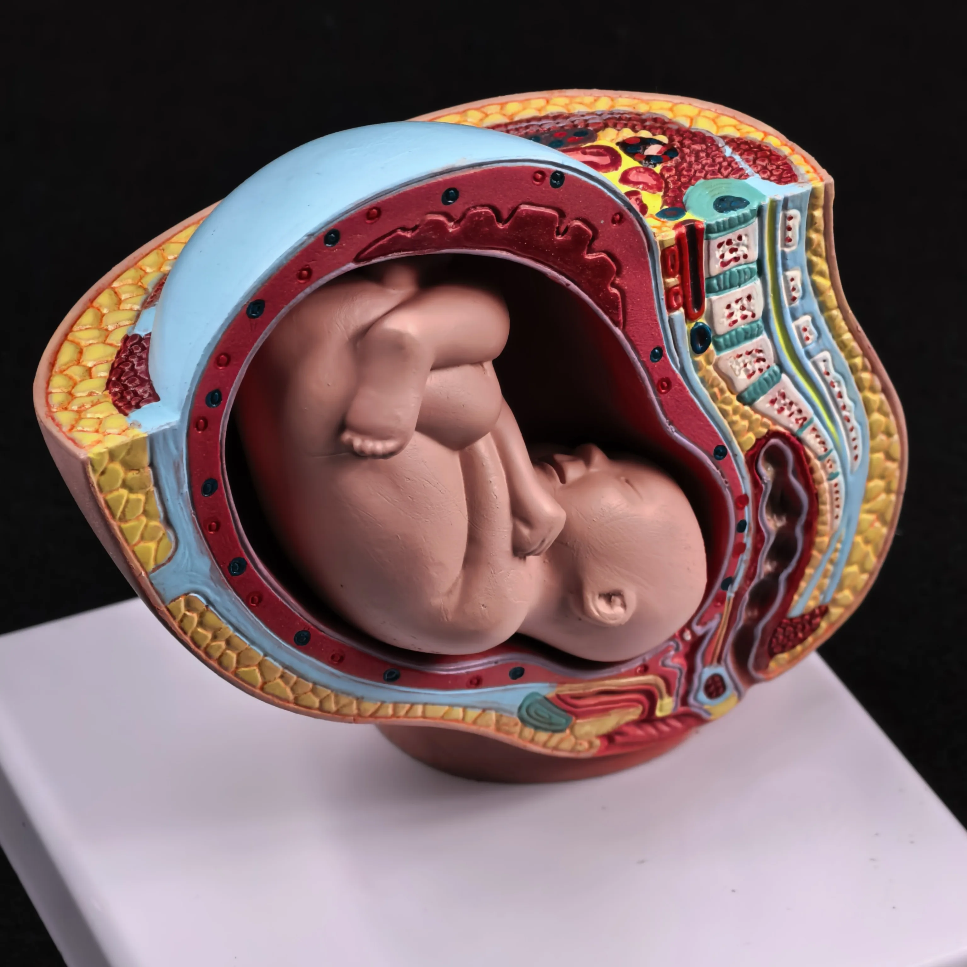 

Анатомическая модель человеческого женского таза из ПВХ, анатомическая модель беременности, медицинская анатомия таза, высокая QL