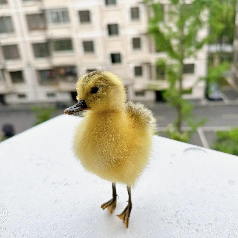 1pcs filled Eurasian duck/duckling specimen teaching/decorations