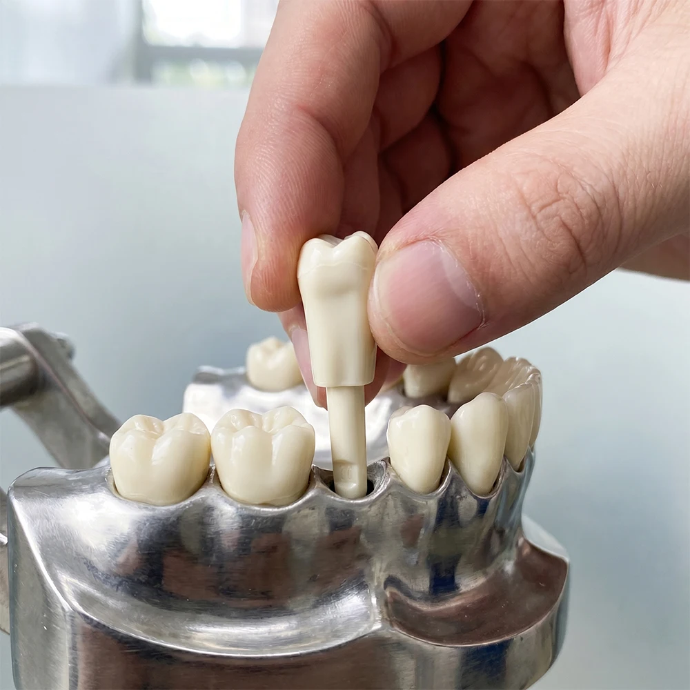10pcs Dental Training Replacement Teeth  Model Resin Typodont Teeth Anatomical Tooth Model Clinical Skill Training Model 32 Teet