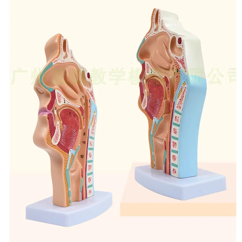 Anatomical model of human nasal cavity, nose model, otolaryngology model, pathological changes of nasal cavity, nose, throat and