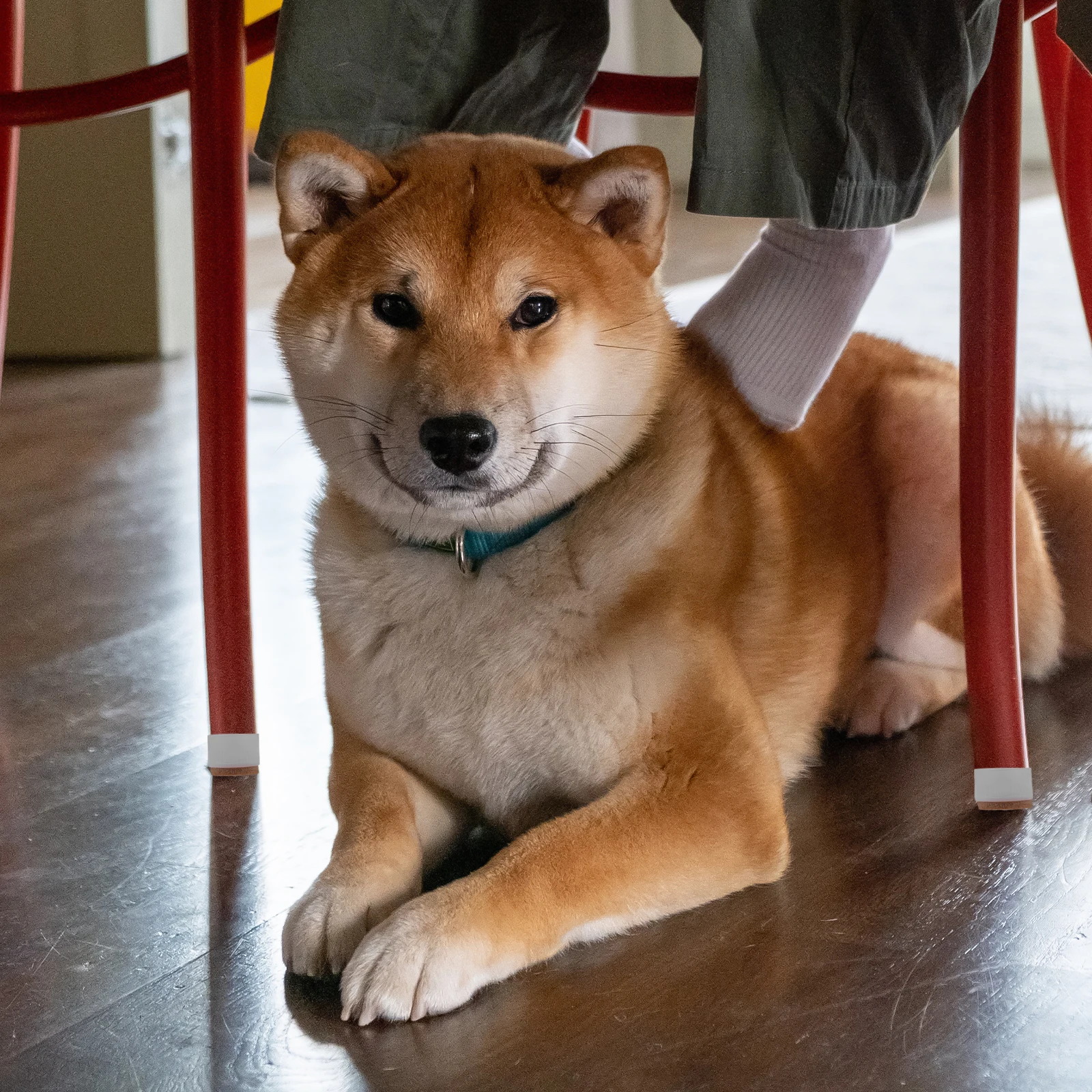 

10Pcs Chair Feet Caps Transparent Plastic Table Leg Covers Felt Pads Anti-Skid Floor Protectors for Wood Parquet Laminate