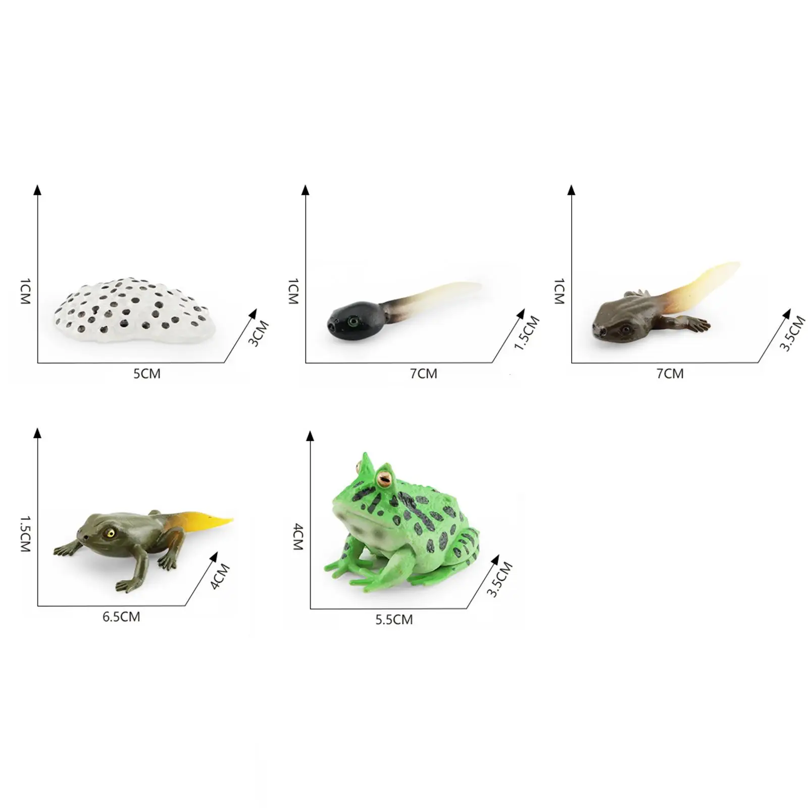 โมเดลวงจรชีวิตกบ 3 ตัว ของเล่นรูปสัตว์สำหรับการเรียนรู้วงจรชีวิตสัตว์ สำหรับงานโปรเจกต์