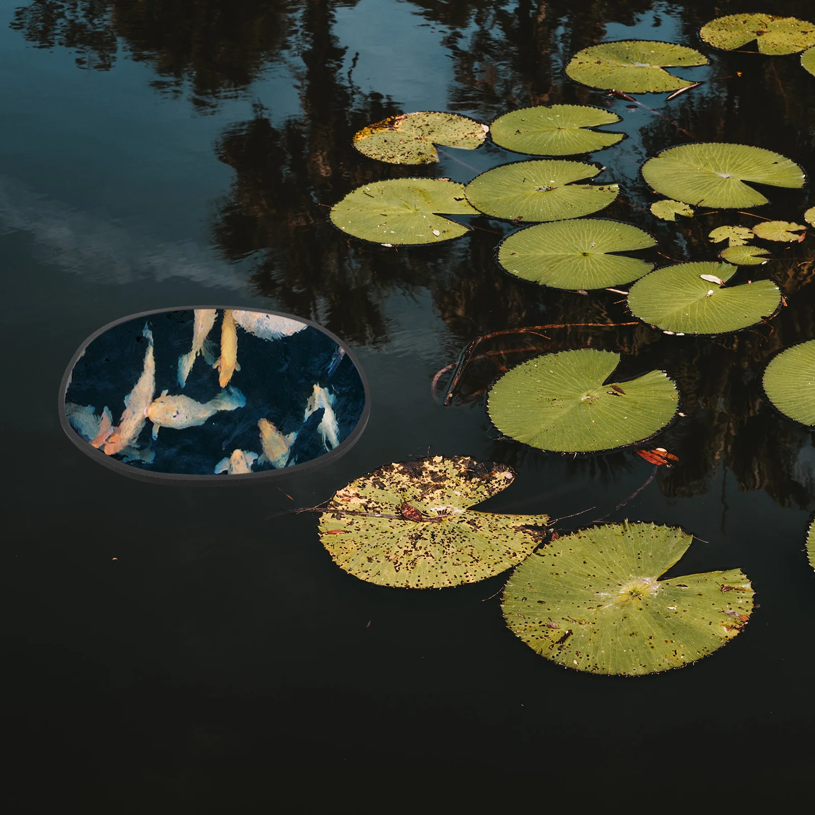 

5Pcs Floating Plant Rings Aquarium Fish Feeding Rings Durable Eva Plastic Floating Duckweed Ring for Fish Tank