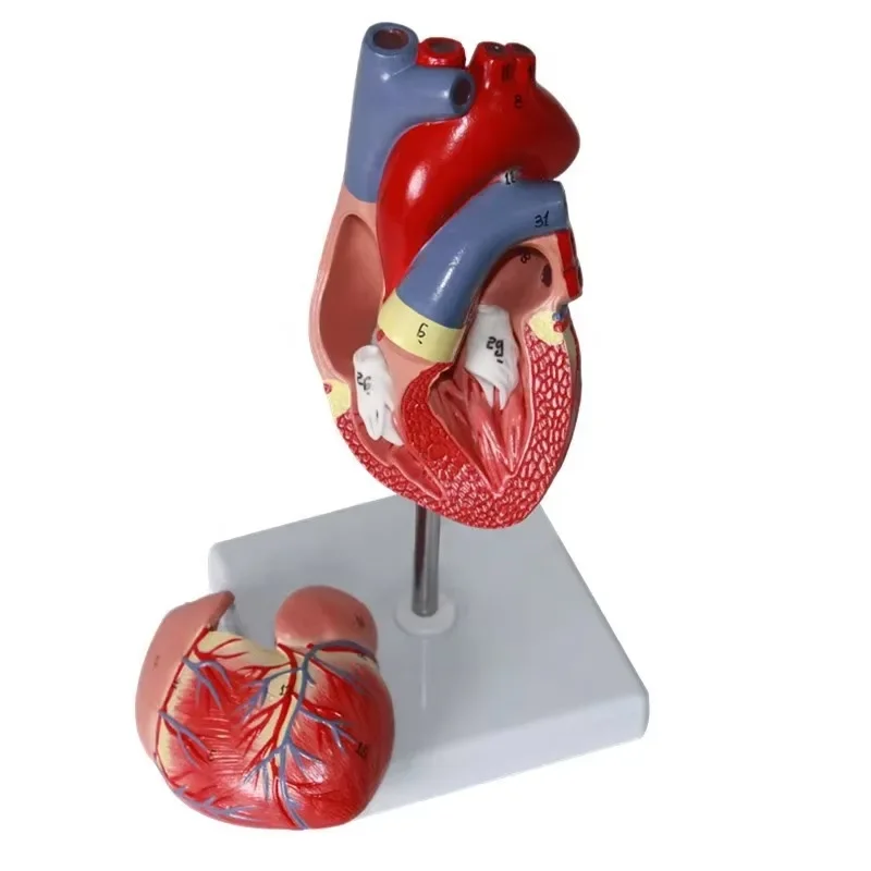 

Big Bang Scientific Anatomy Model Teaching Equipment High Quality Low Price Human Heart Model