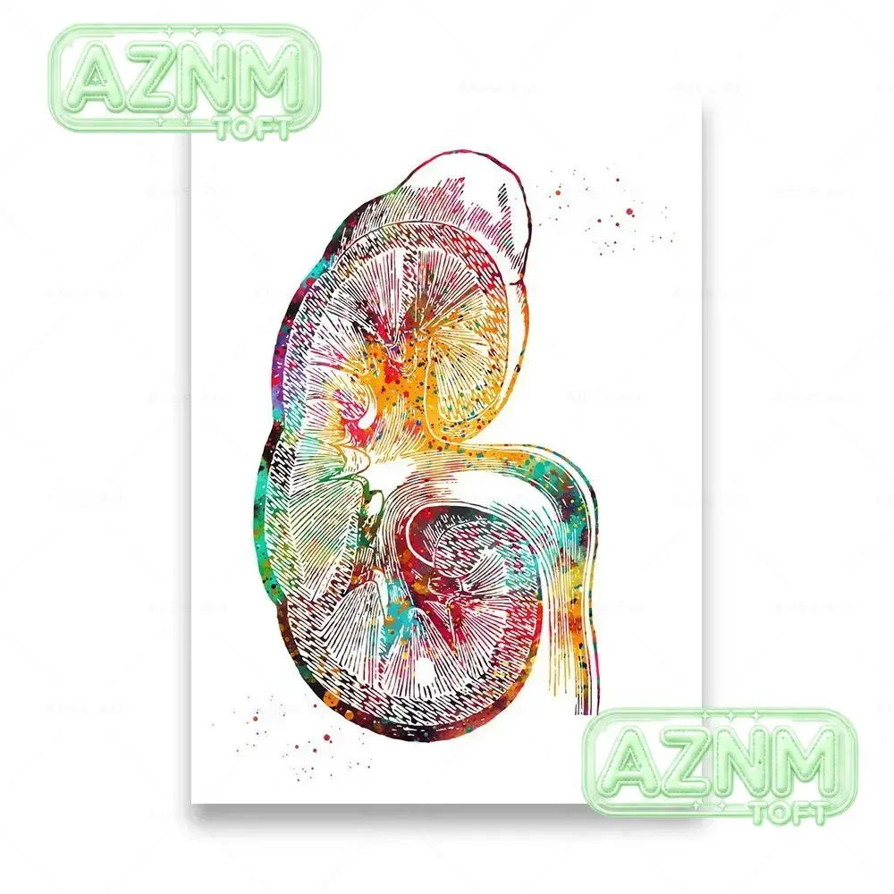 Scandinavian Simple Wall Art Human Anatomy Spine Heart Brain Teeth HD Canvas Poster Prints Home Bedroom Living Room Decoratio