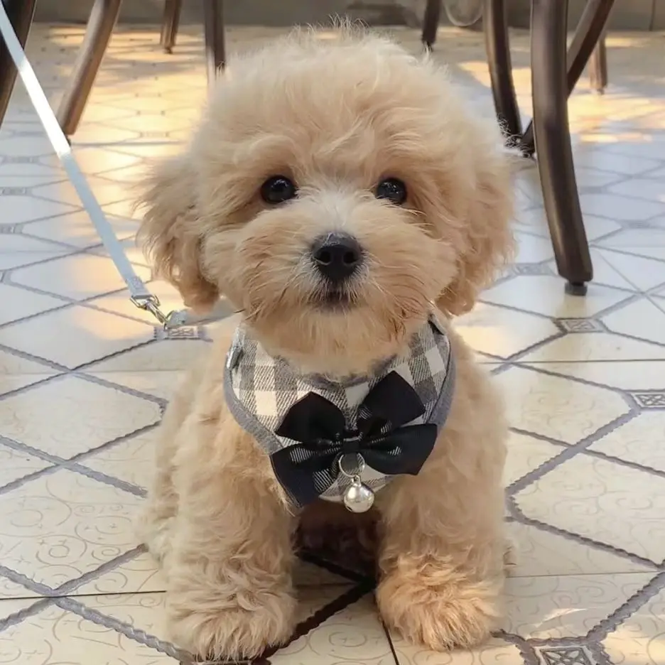 

Dog Leash Vest Teddy Puppy Dog Small Bear Pomeranian Puppy Out on Chain Pet Walking Dog Leash